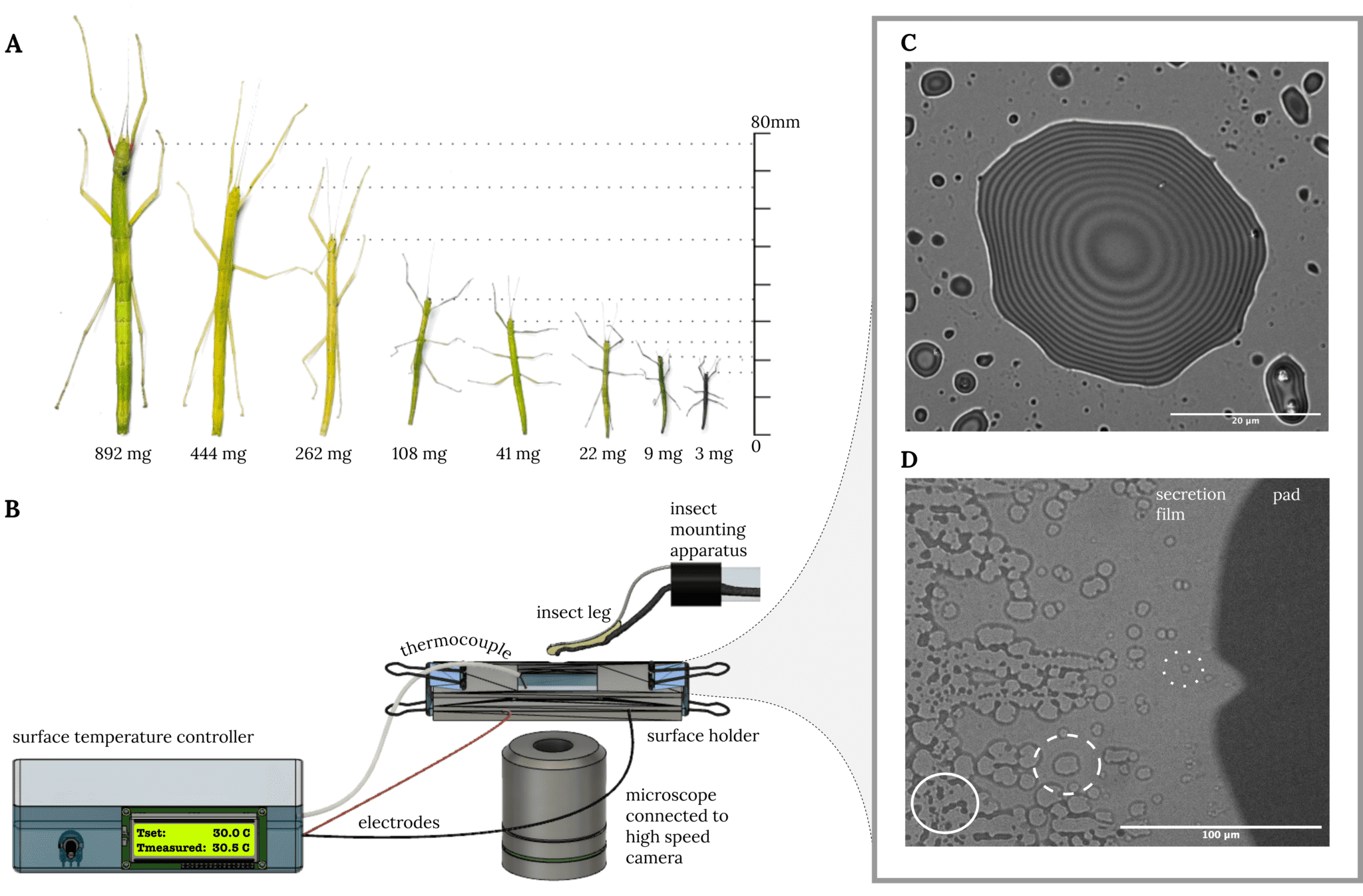 the-physical-properties-of-the-stick-insect-pad-secretion-are