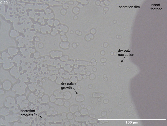 Adhesion in Biological Systems