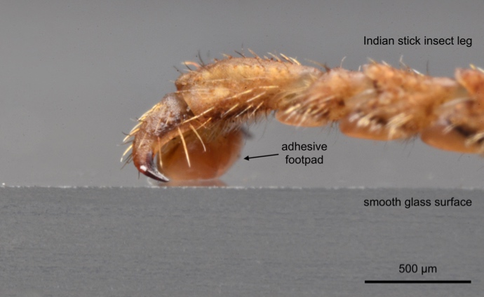 Adhesion in Biological Systems